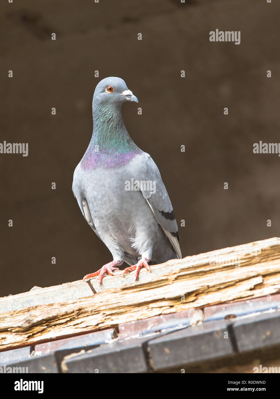 Stadt Taube (Columba livia) sitzen im Rahmen einer Ruine Stockfoto