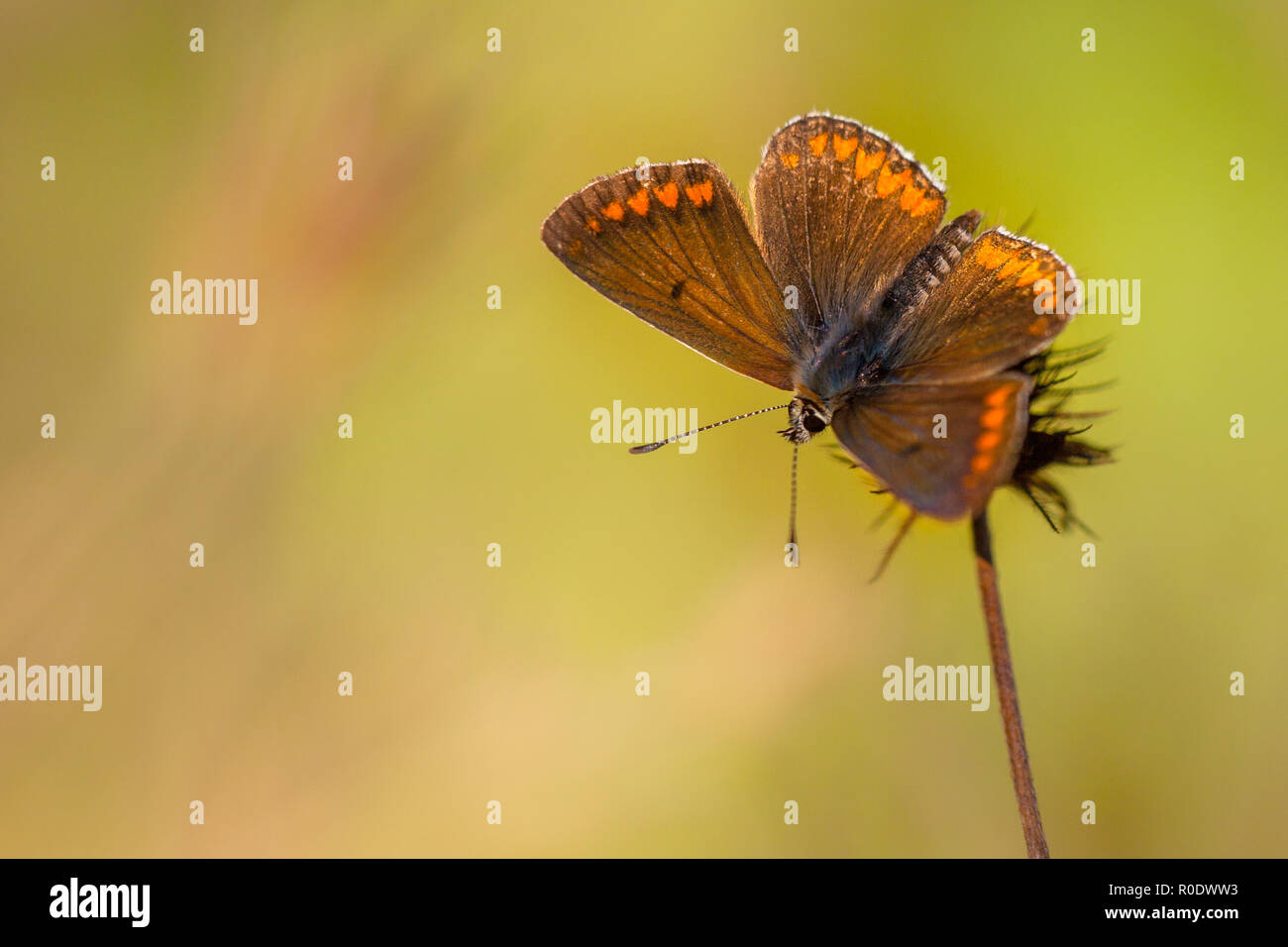 Braune Schmetterling mit Orange Punkte auf braunem Gras mit grünem Hintergrund Stockfoto