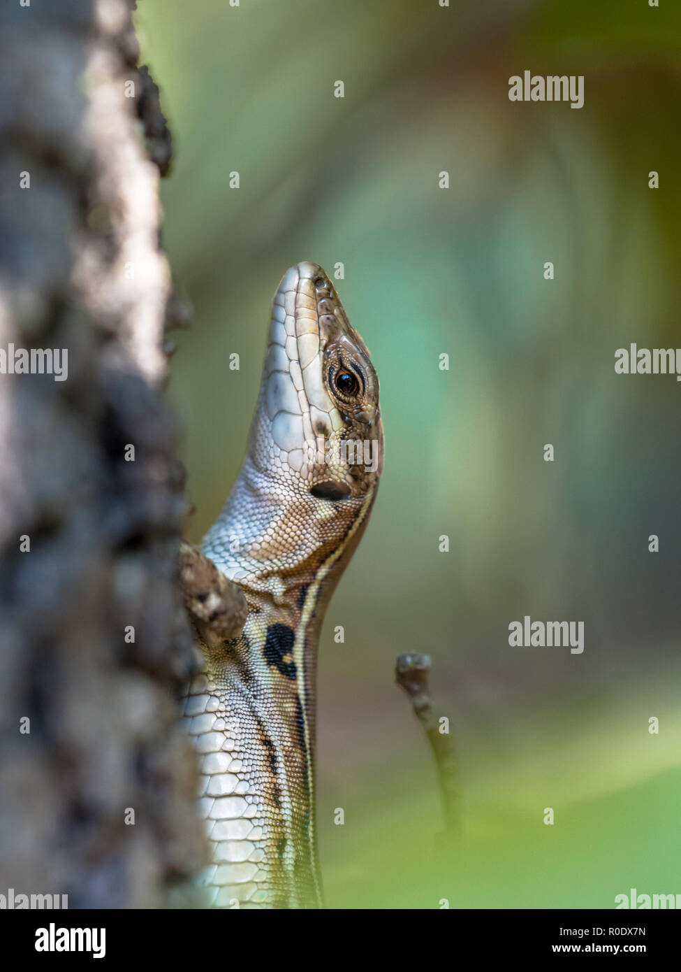 Eine mittelgroße Eidechse mit einem langen, schlanken Körper mit großer Tiefe, muskulöse Gliedmaßen, Kopf und Schwanz bis auf die doppelte Länge des Körpers zu. Stockfoto