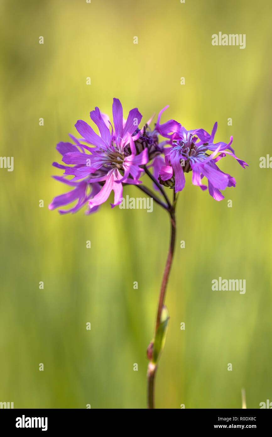 Lupinus flos-cuculi, die gemeinhin als Ragged Robin auf grünem Hintergrund Stockfoto