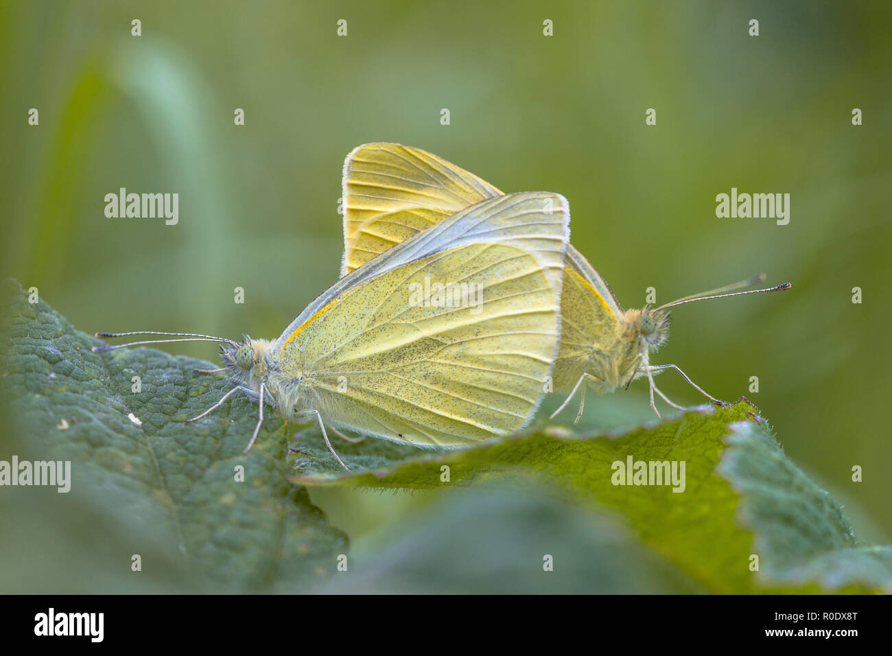 Paar passenden weißen Schmetterling (Pieris) Stockfoto