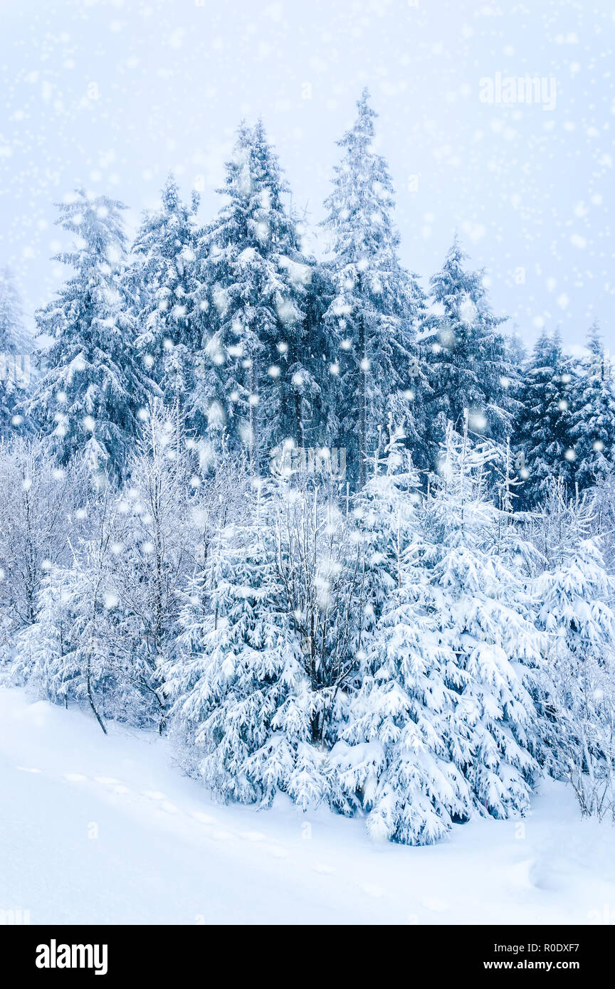 Zauberhafte Winterlandschaft: Verschneite Tannen im Wald. Fallenden Schnee. Stockfoto
