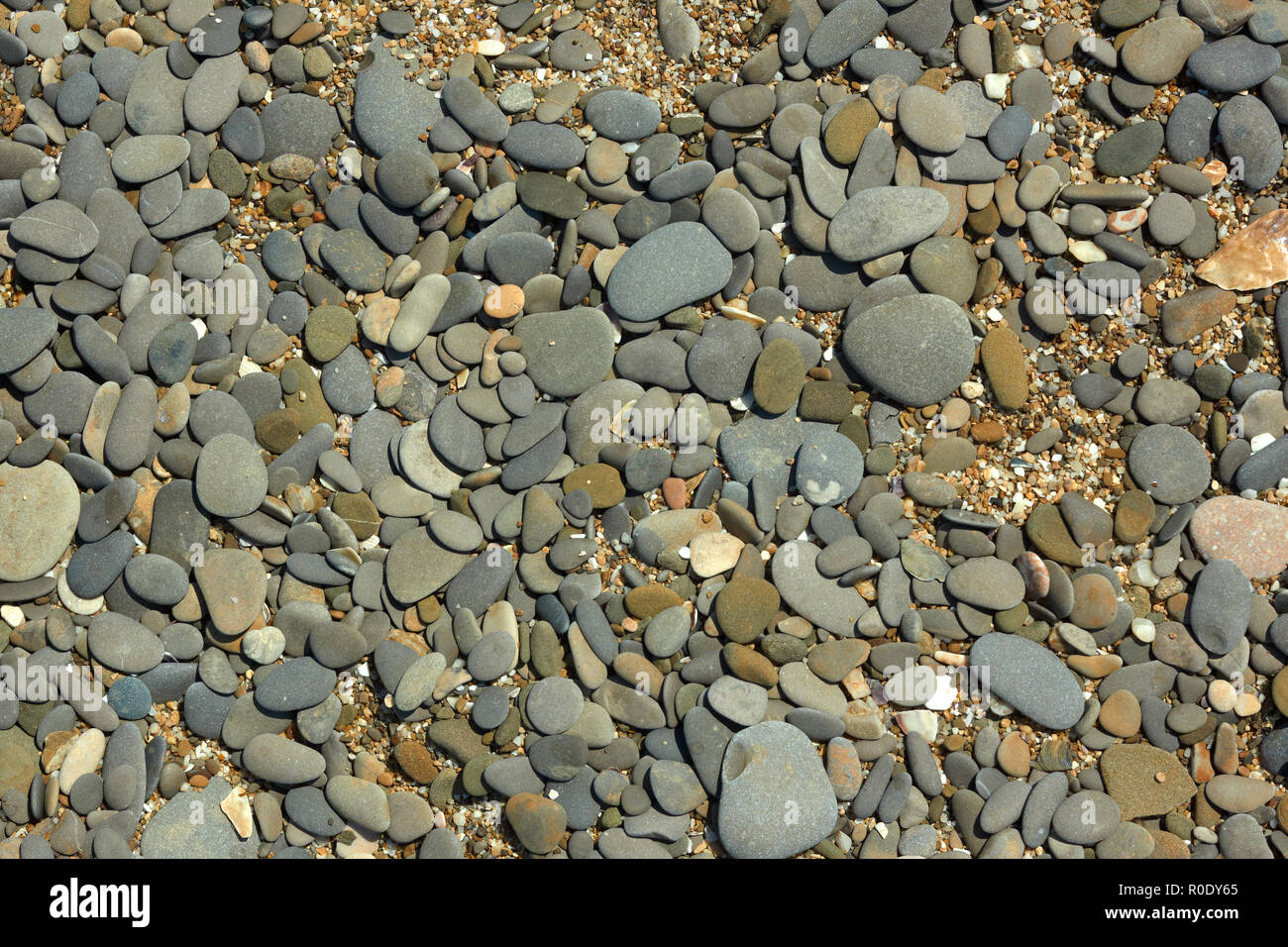 Fragment der Kieselstrand mit Flachbild farbige Steine, kleine Steine und Muscheln detail Close-up in hellem Sonnenlicht Stockfoto