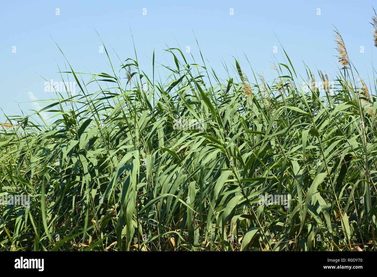 Dichten Dickicht aus Schilf in einem schönen Sommertag Stockfoto