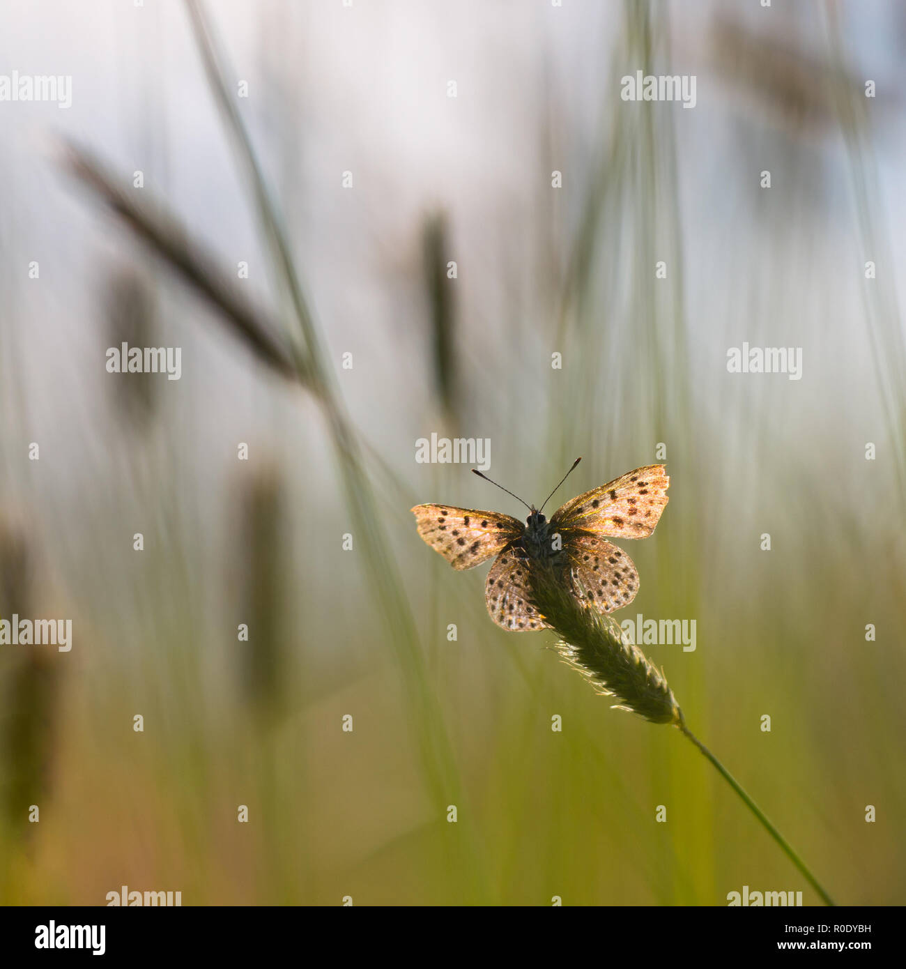 Sonne scheint durch die Flügel der Rußigen Kupfer Schmetterling (Lycaena tityrus) in einem Feld von Gras Stockfoto