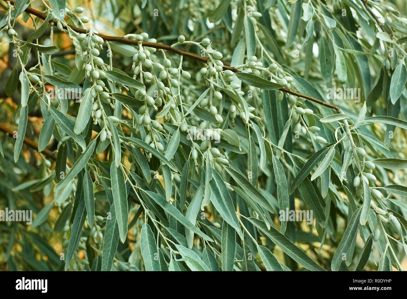 Zweig mit grünen unreifen Früchte der Elaeagnus angustifolia, Oleaster Familie, ein anderer Name ist Wolf Willow oder Russische olive Stockfoto