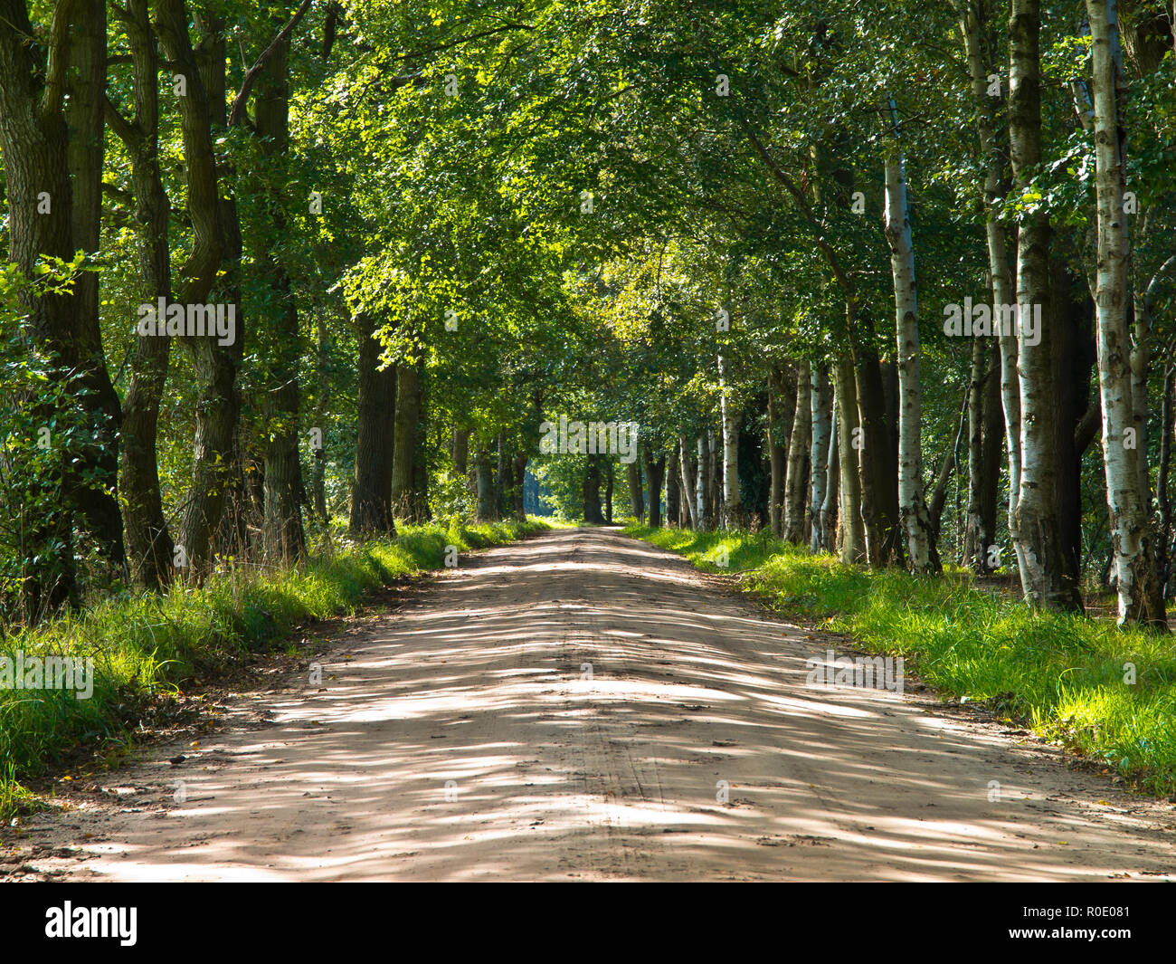 Sand Track im europäischen Wald Stockfoto