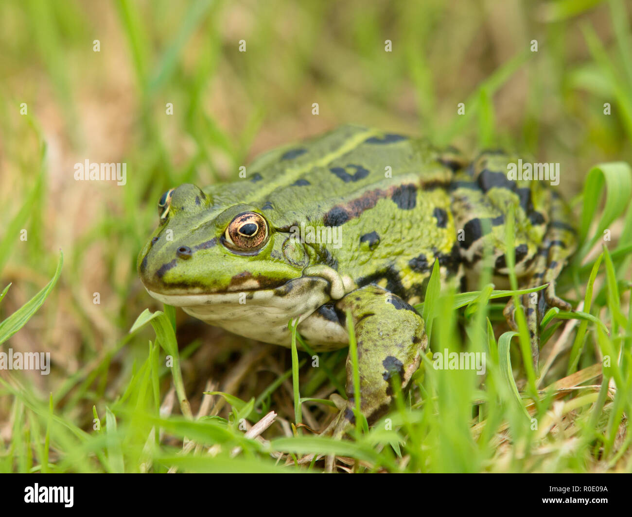 Wasserfrosch (Pelophylax kl. ESCULENTUS) im Gras sitzen Stockfoto