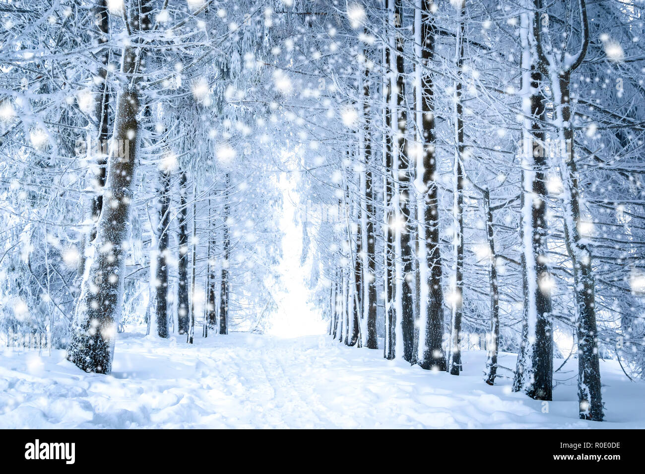 Zauberhafte Winterlandschaft: Pfad zwischen schneebedeckten Bäumen im Wald mit fallendem Schnee Stockfoto