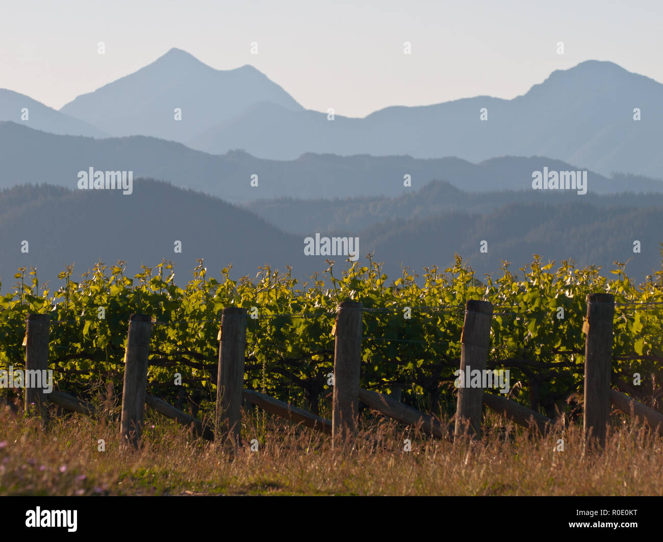 Ein Blick auf einen Weinberg mit nebligen Bergen Hintergrund Stockfoto