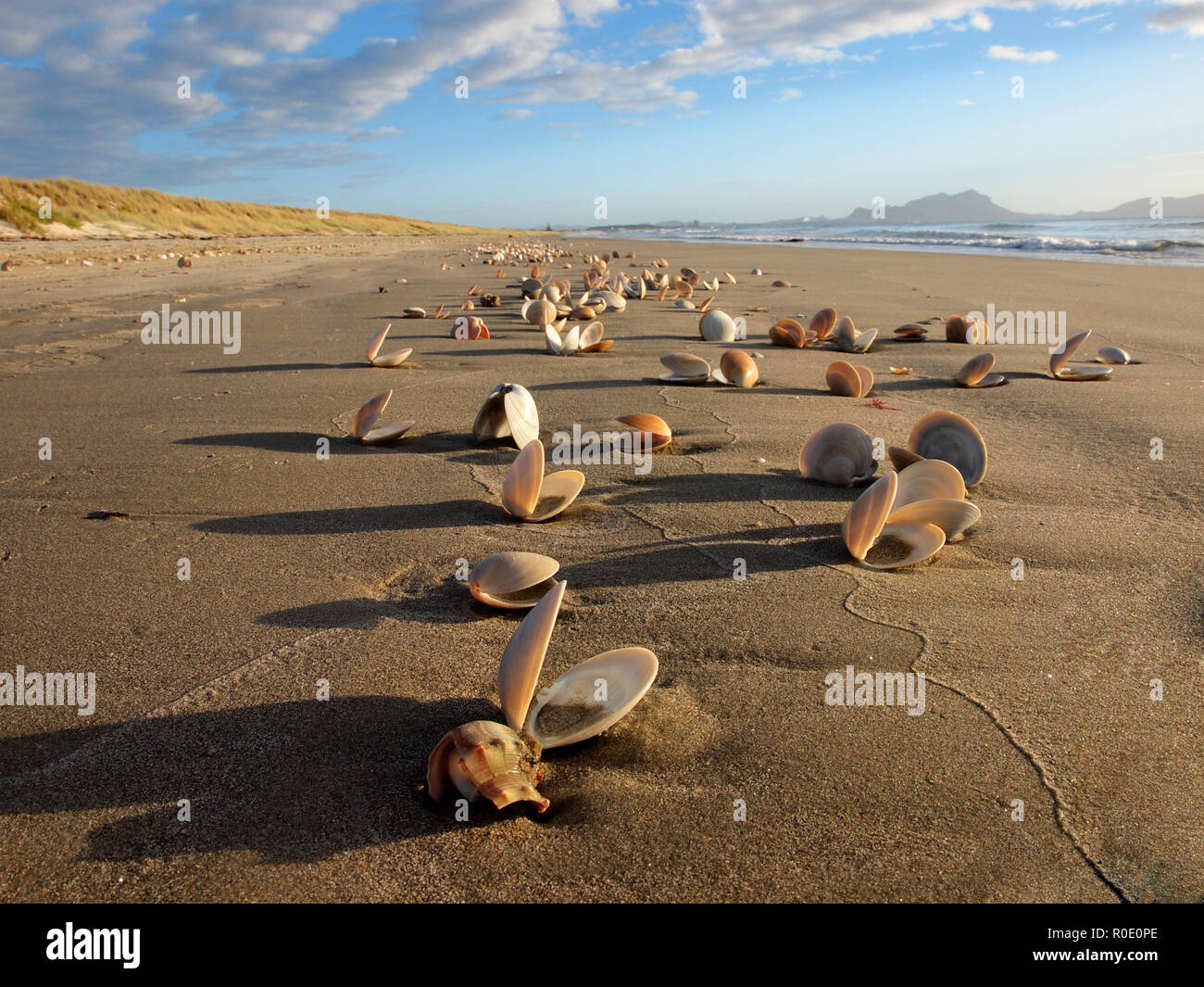 Muscheln in der morningsun auf einem riesigen, menschenleeren Strand Stockfoto