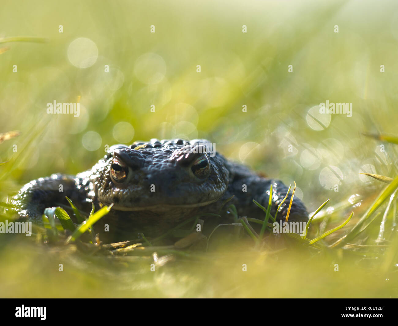 Erdkröte (Bufo bufo) in einem Feld von Gras mit Morgentau und viel lens flare Stockfoto