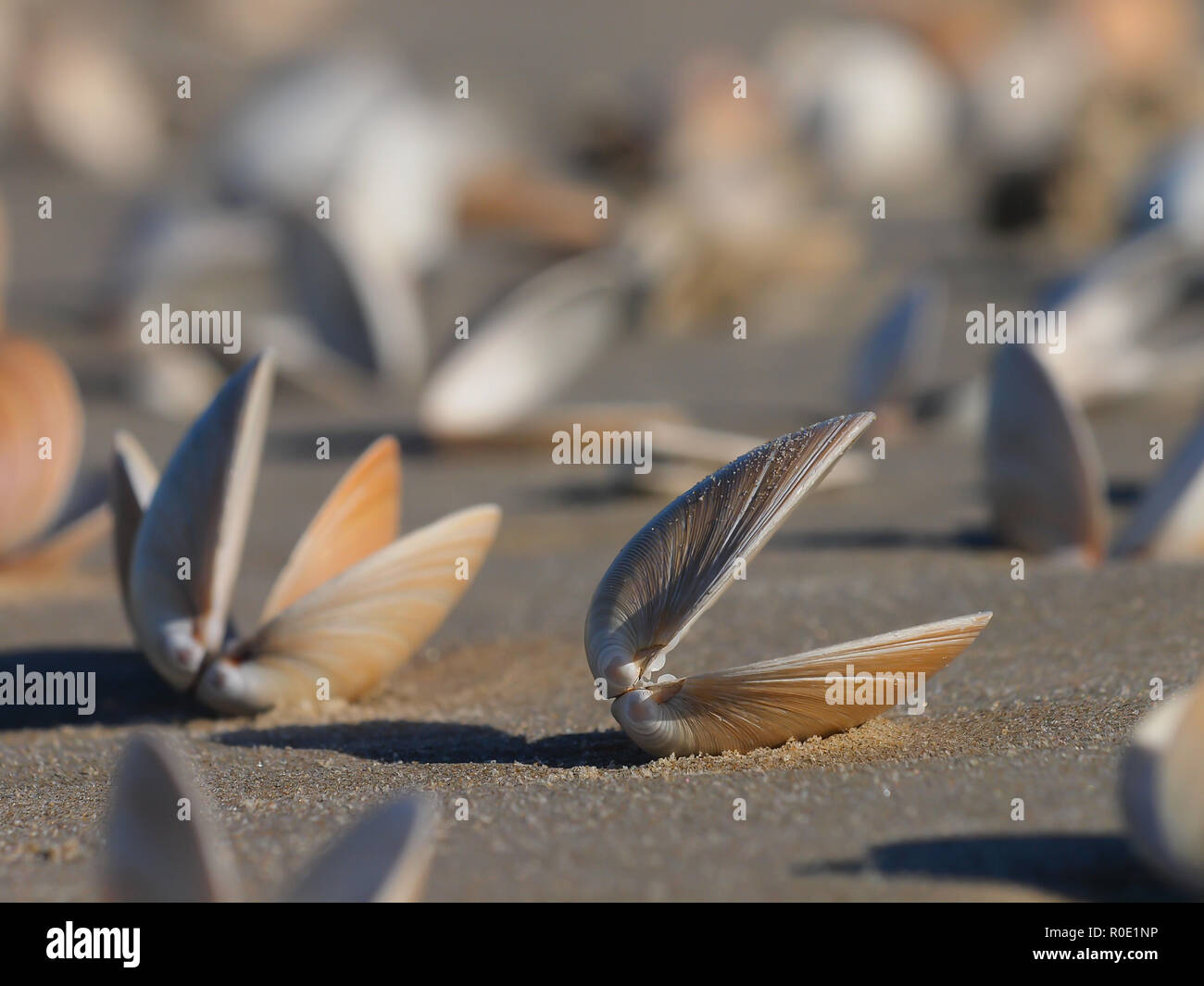 Eine Gruppe von leeren Muschelschalen am Strand Stockfoto