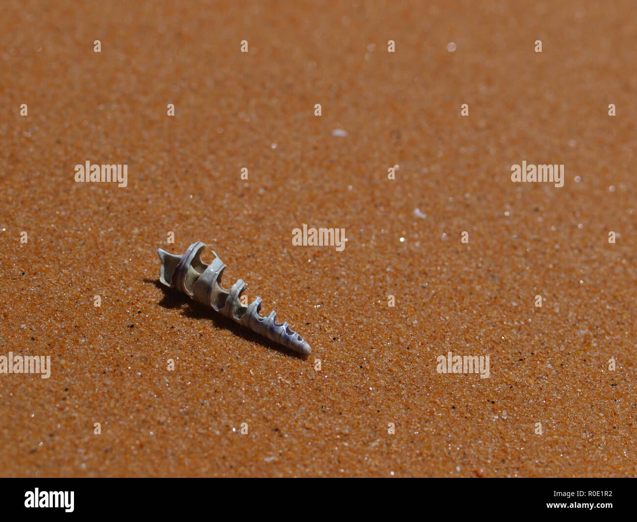 Ein einsamer isoliert konische Shell auf einem Strand mit Kopie Raum Stockfoto
