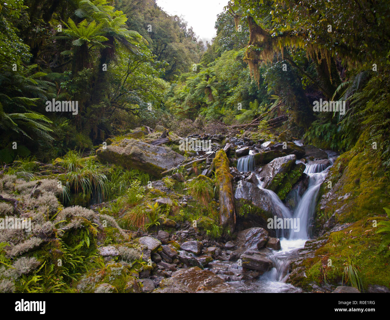 Eine wild Creek in einem üppigen Regenwald Neuseeland Stockfoto