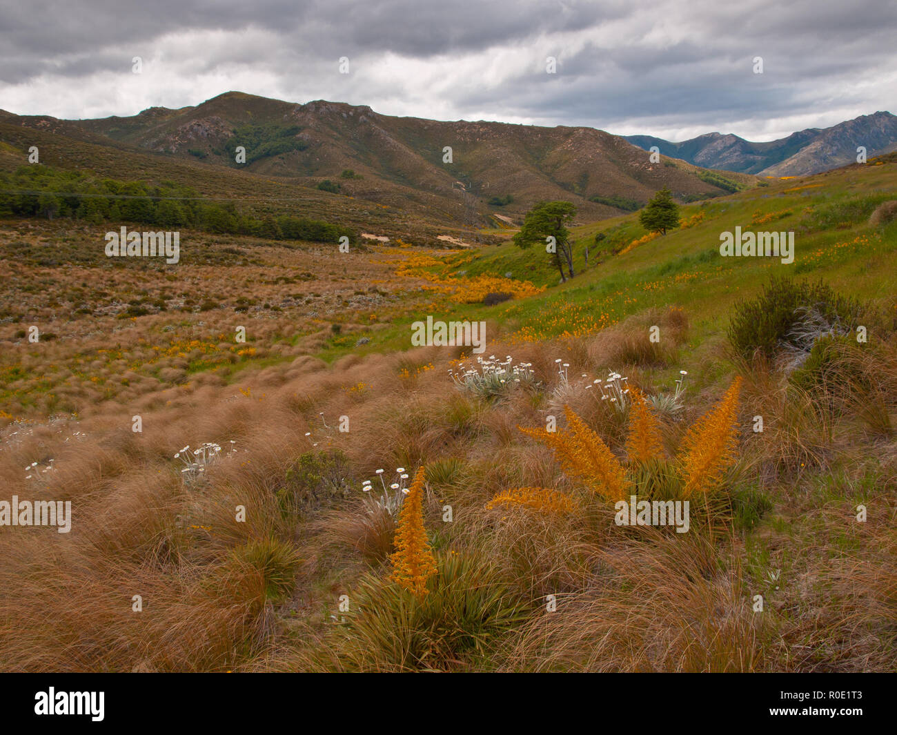 Spanisch curculionidae und mountaindaisy in subalpinen tussockland Stockfoto