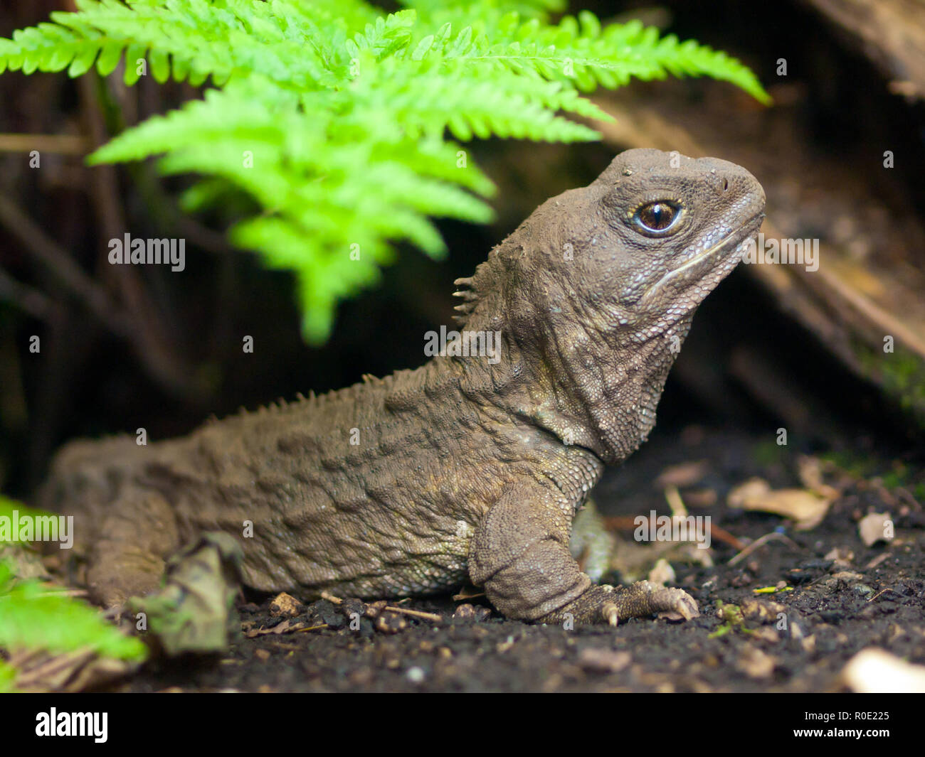 Tuatara, auch als lebendes Fossil, ist ein gebürtiger Reptil in Neuseeland Stockfoto