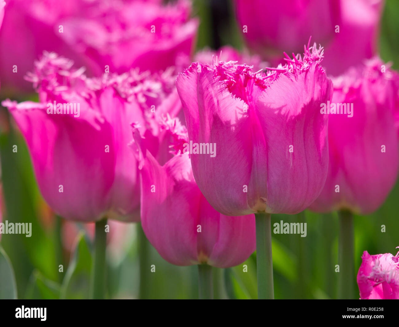 In der Nähe der palmengesäumten rosa Tulpen im Keukenhof, Die Niederlande Stockfoto