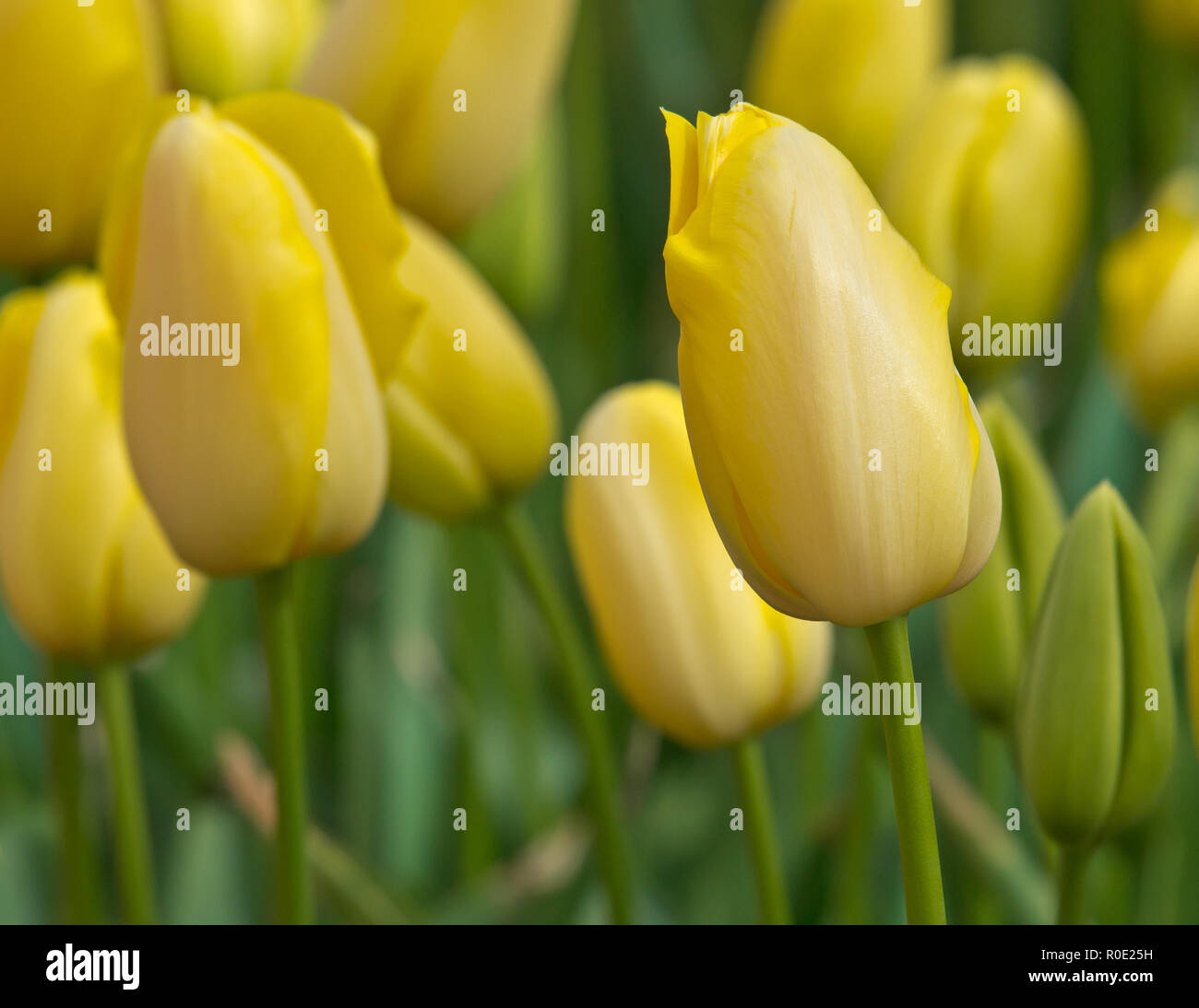In der Nähe von yellow tulips in einem frischen Garten Stockfoto