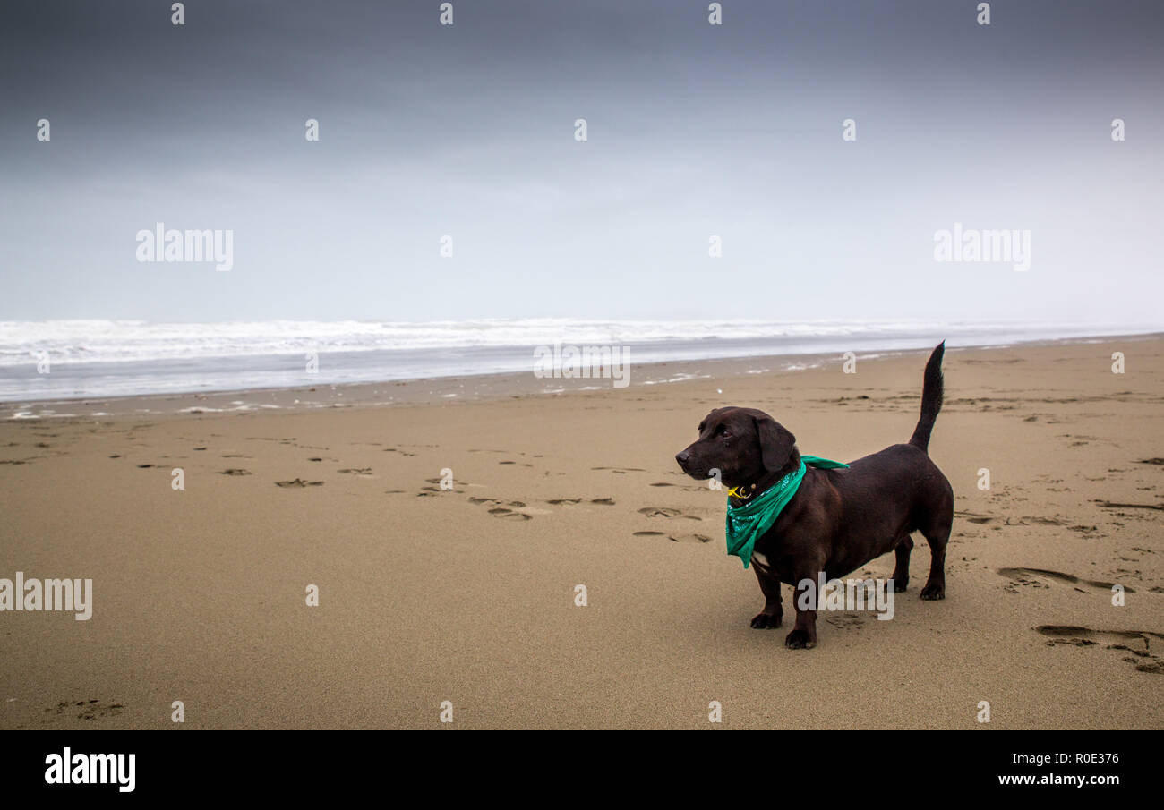 Schwarzer Hund auf einem sandigen Strand Stockfoto