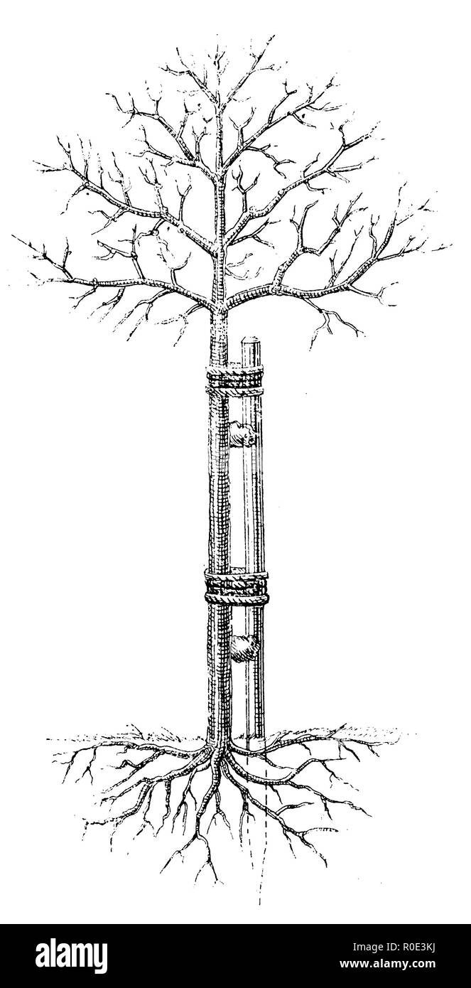 Sicher Tailed Tree, anonym 1911 Stockfoto
