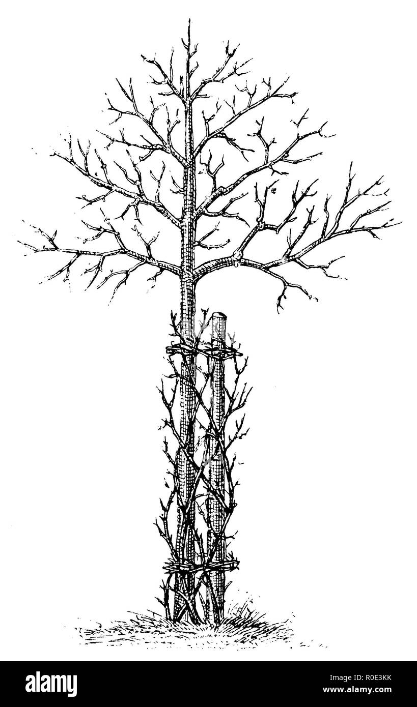 Thorn - entwined Obstbaum, anonym 1911 Stockfoto
