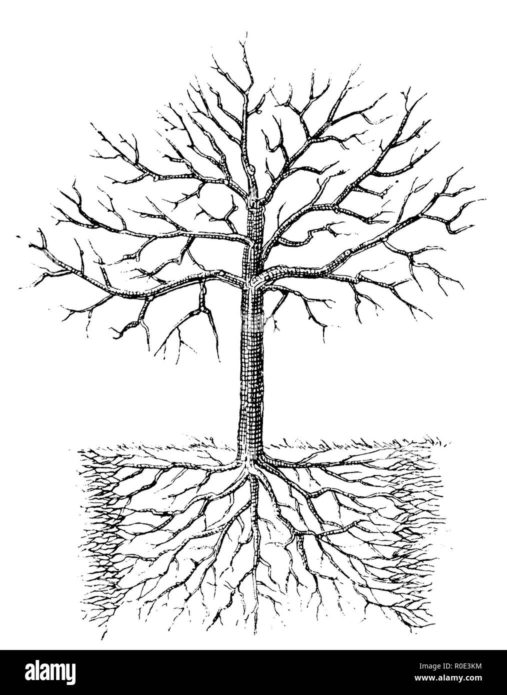 Wirkung der Bewurzelung und Nachdüngung auf älteren Obstbäumen, anonym 1911 Stockfoto