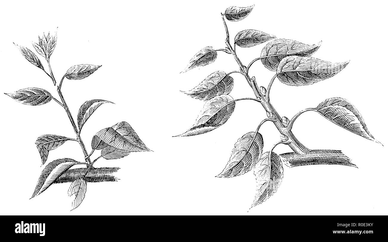 Links: Zunächst pincing der Seitentriebe für Obst Holz, rechts: Zweite und dritte pincing und seine Wirkung auf die Augen des Haupttriebes, anonym 1911 Stockfoto