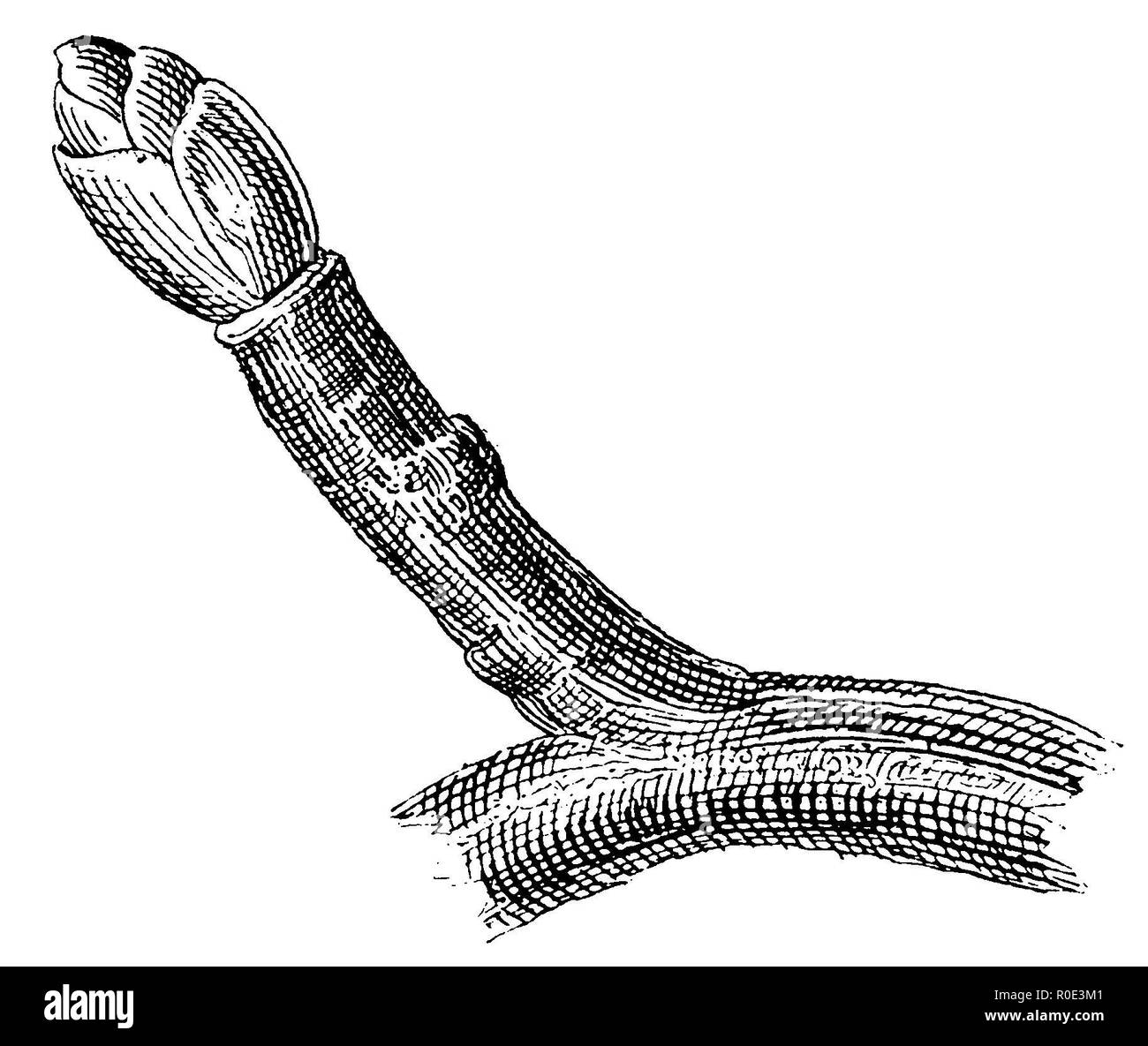 Ringel Spucken auf die Frucht Zweige der Kernobst Bäume, anonym 1911 Stockfoto
