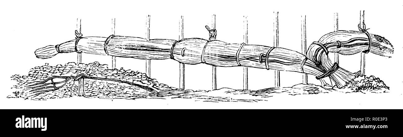 Schutz der Reben und anderen Sträuchern durch lange flexible Amtsleitungen und wickelt in Stroh, 1877 Stockfoto