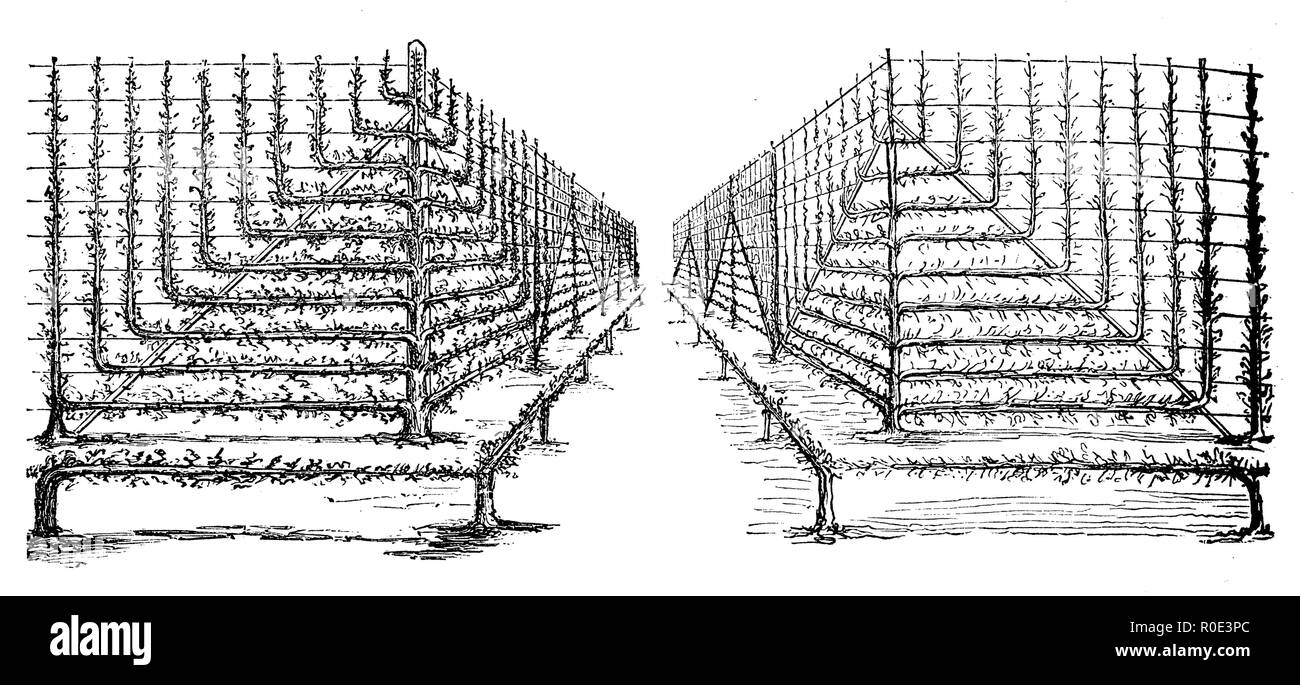 Pear Spalieren und Apple Kabel auf den Hauptweg des Orchard in der Königlichen Gärtner Schule in der Nähe von Potsdam, Stockfoto