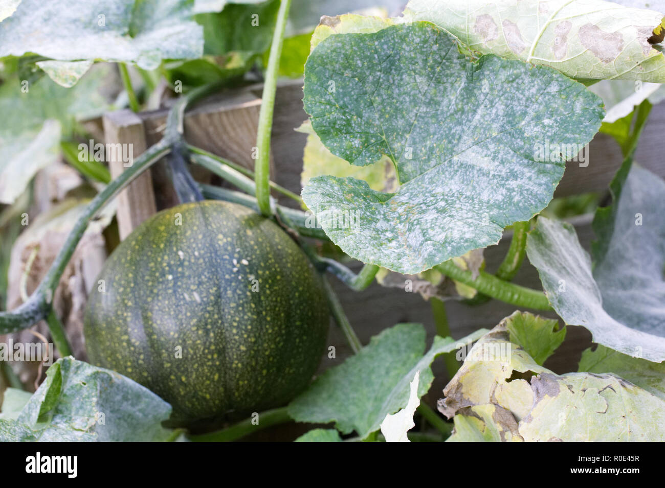Curcubita wächst auf einem komposthaufen. Mehltau auf Squash Anlage. Stockfoto