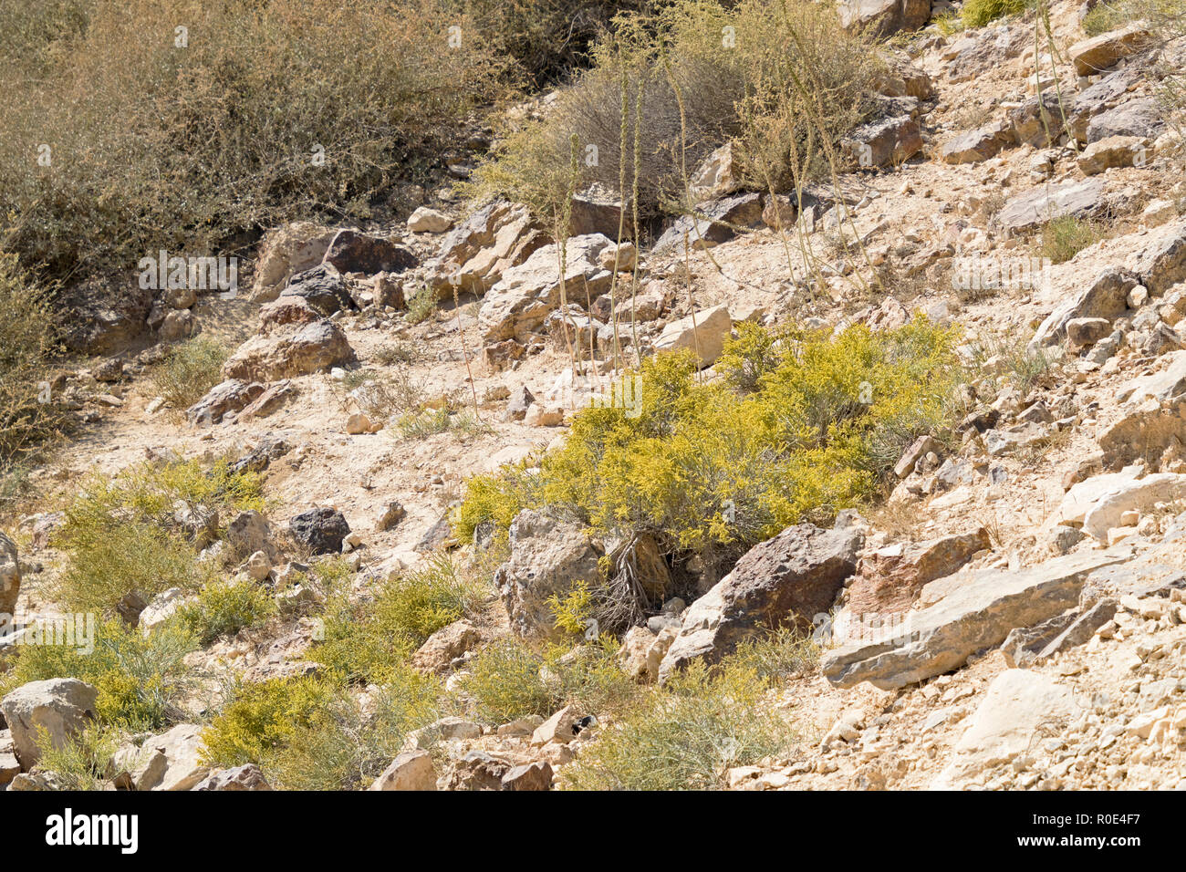 Anabasis und andere typische Wüste Vegetation am Hang des nahal Tavia tavya, die im Süden von Arad in Israel Gelenkwelle Stockfoto