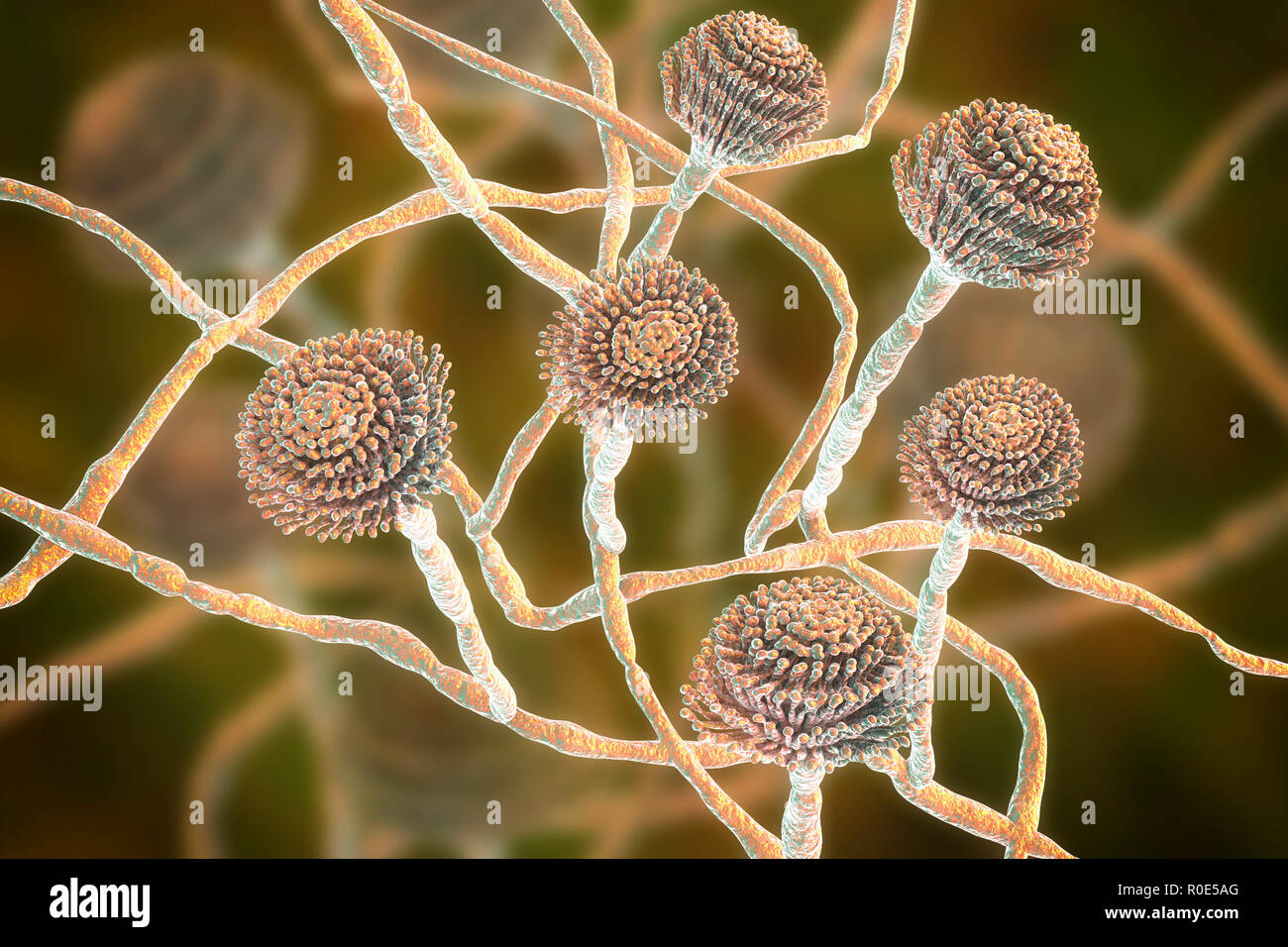 Computer Abbildung: fruchtkörper (conidiophores) und Hyphen des Pilzes Aspergillus fumigatus. A. fumigatus ist eine weit verbreitete saprophyte wächst auf Haushalt Staub, Erde, und das Verderben von pflanzlichen Stoffen, einschließlich altes Essen, Heu und Getreide. Menschen und Tiere ständig Einatmen zahlreiche Konidien des Pilzes. A. fumigatus kann eine Reihe von Erkrankungen bei Menschen mit einem geschwächten Immunsystem oder anderen Lungenerkrankungen, einschließlich Allergie und die schwere Lungenkrankheit Aspergillose verursachen. Dieser Pilz kann auch auf das Gehirn, Nieren, Leber und Haut verteilen. Stockfoto