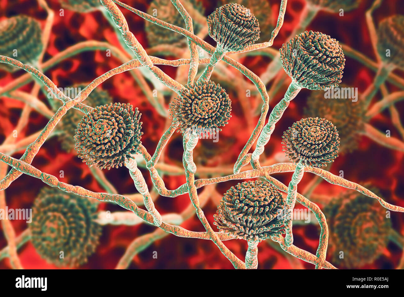 Computer Abbildung: fruchtkörper (conidiophores) und Hyphen des Pilzes Aspergillus fumigatus. A. fumigatus ist eine weit verbreitete saprophyte wächst auf Haushalt Staub, Erde, und das Verderben von pflanzlichen Stoffen, einschließlich altes Essen, Heu und Getreide. Menschen und Tiere ständig Einatmen zahlreiche Konidien des Pilzes. A. fumigatus kann eine Reihe von Erkrankungen bei Menschen mit einem geschwächten Immunsystem oder anderen Lungenerkrankungen, einschließlich Allergie und die schwere Lungenkrankheit Aspergillose verursachen. Dieser Pilz kann auch auf das Gehirn, Nieren, Leber und Haut verteilen. Stockfoto