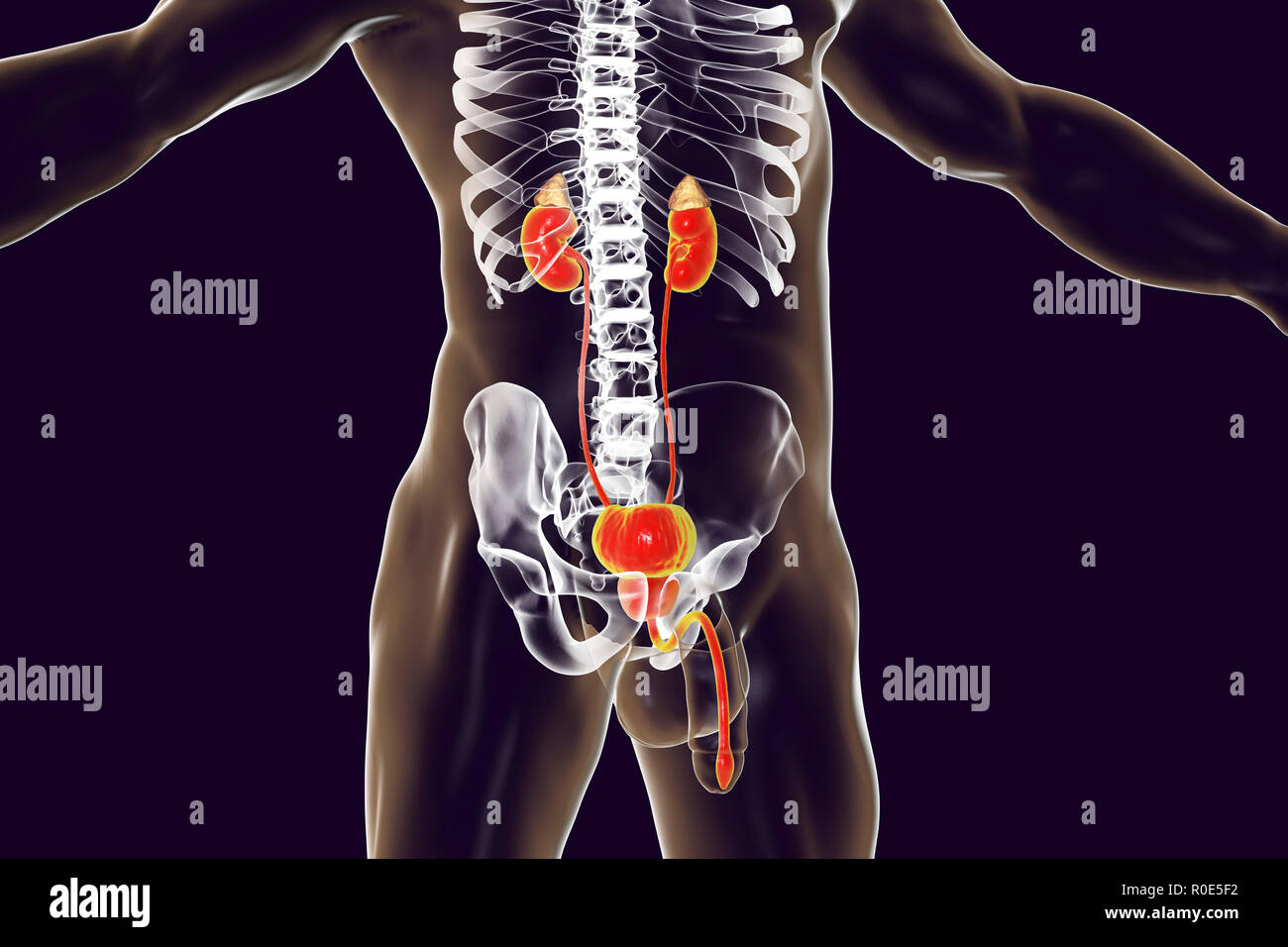 Computer Bild der männlichen Harnwege, die die Nebennieren, Nieren, Harnblase, Harnleiter, der Prostata und der Harnröhre. Stockfoto