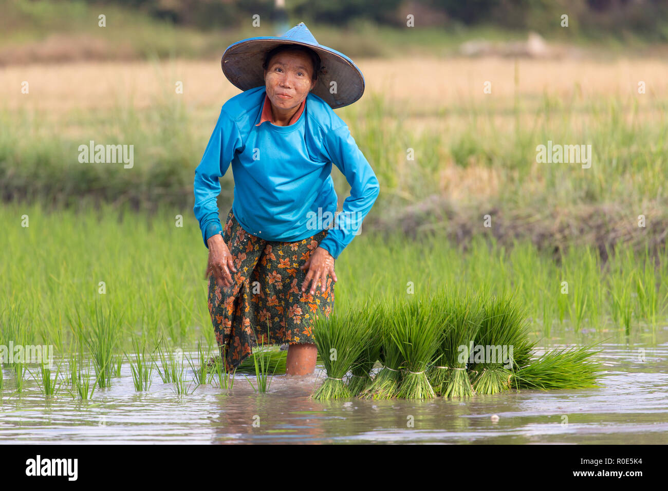 HPA-AN, MYANMAR - Januar 20, 2017: ein Karen Frau Anpflanzung neuer Reispflanze im Feld in Hpa-An, Myanmar Stockfoto