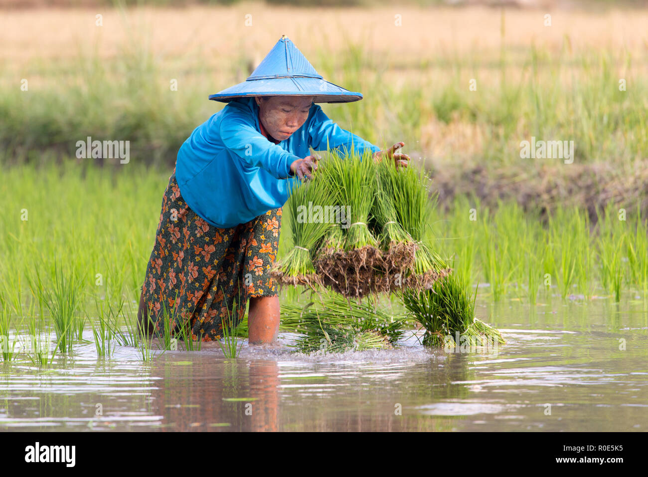 HPA-AN, MYANMAR - Januar 20, 2017: ein Karen Frau Anpflanzung neuer Reispflanze im Feld in Hpa-An, Myanmar Stockfoto