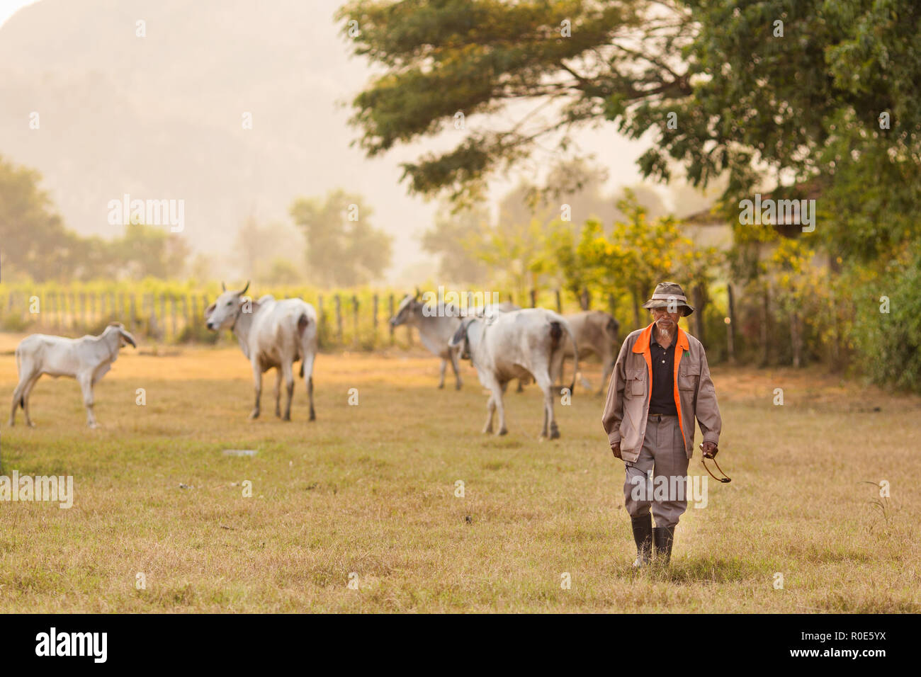 KANCHANABURI, Thailand, 18. Januar 2016: Ein thailändischer Bauer ist zu Fuß in ein Feld mit seiner Kuhherde in Kanchanaburi, Thailand Stockfoto