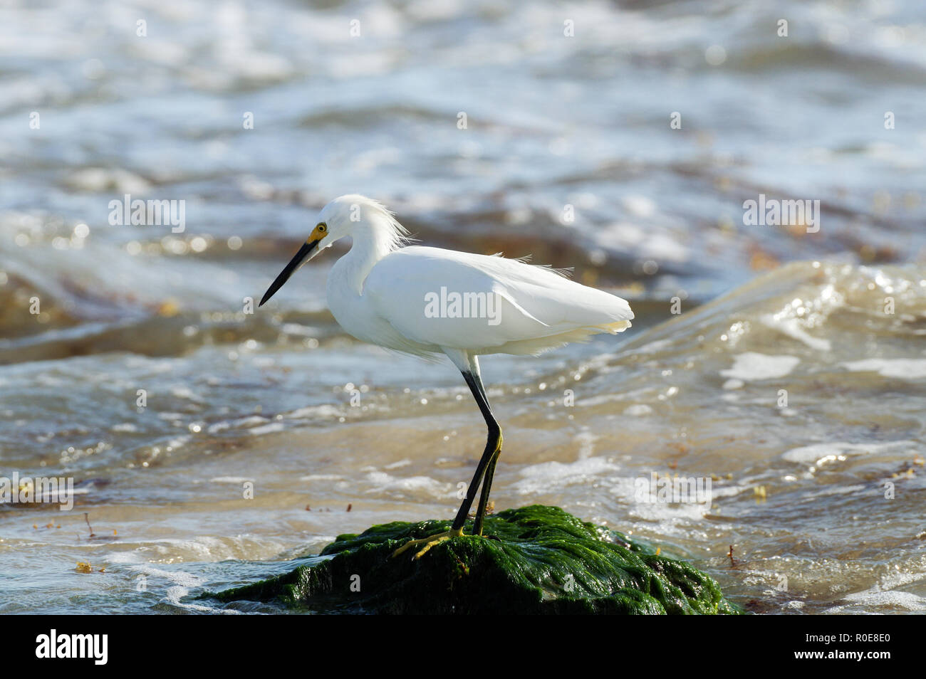 Snowy Egret Angeln im Meer an der Küste von Tulum in Mexiko Stockfoto