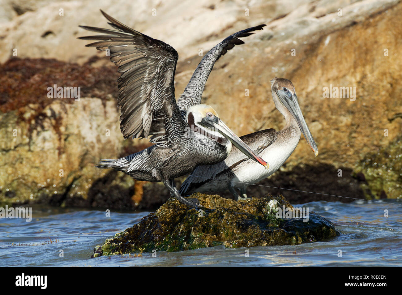 Brown pelican gefangen in einer Angelschnur hocken auf den Felsen um Tulum, Mexiko Stockfoto