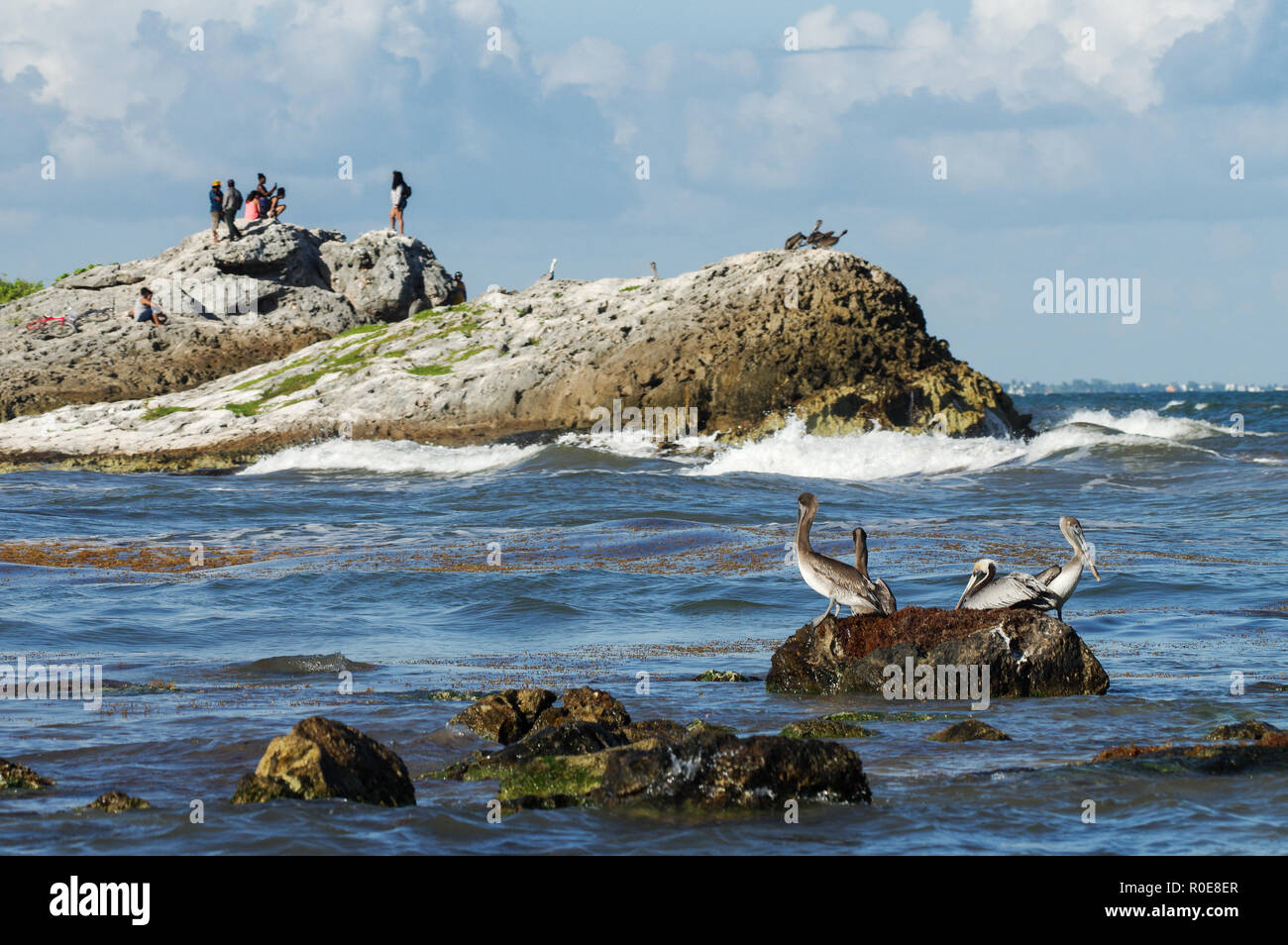Pelikane und die Menschen hocken auf den Felsen in der Nähe von Tulum, Mexiko Stockfoto