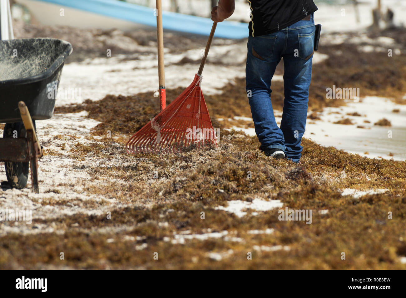 Harter Kampf entfernen Angeschwemmte sargassum auf Tulum Strand in Mexiko Stockfoto
