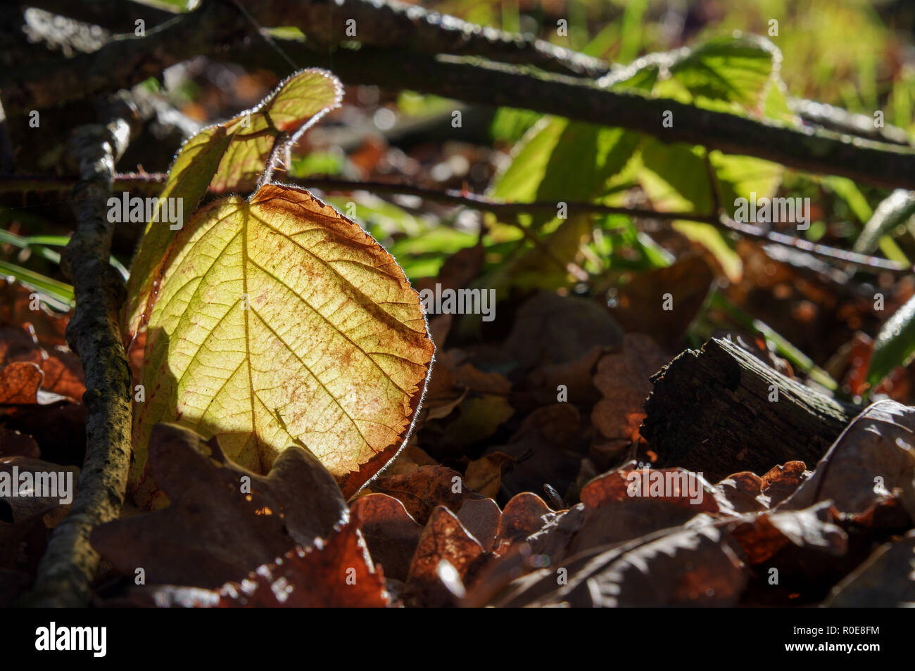 Sunlit Vergilbung hazel Leaf im Chailey gemeinsame Nature Reserve, West Sussex Stockfoto