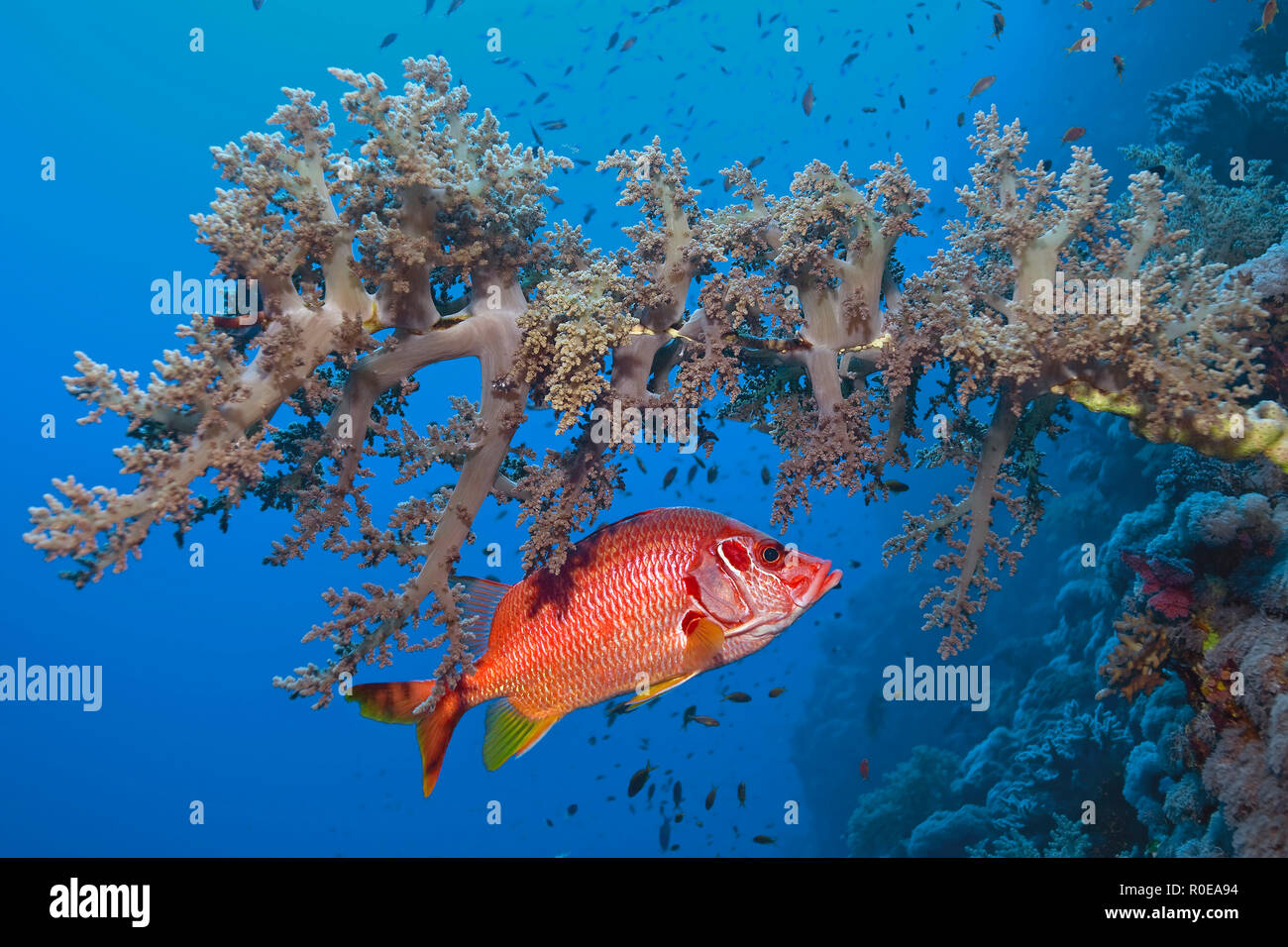 Fischliste Haie bis Husaren (Sargocentron spiniferum) unter einem Soft-Coral, Marsa Alam, Ägypten Stockfoto