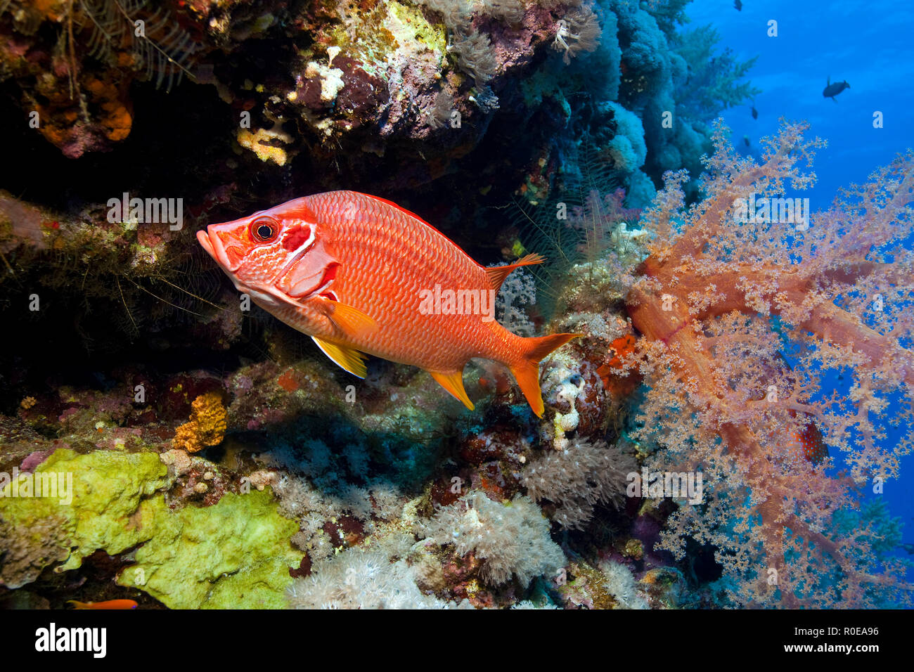 Fischliste Haie bis Husaren (Sargocentron spiniferum) Bei einem Soft-Coral, Marsa Alam, Ägypten Stockfoto