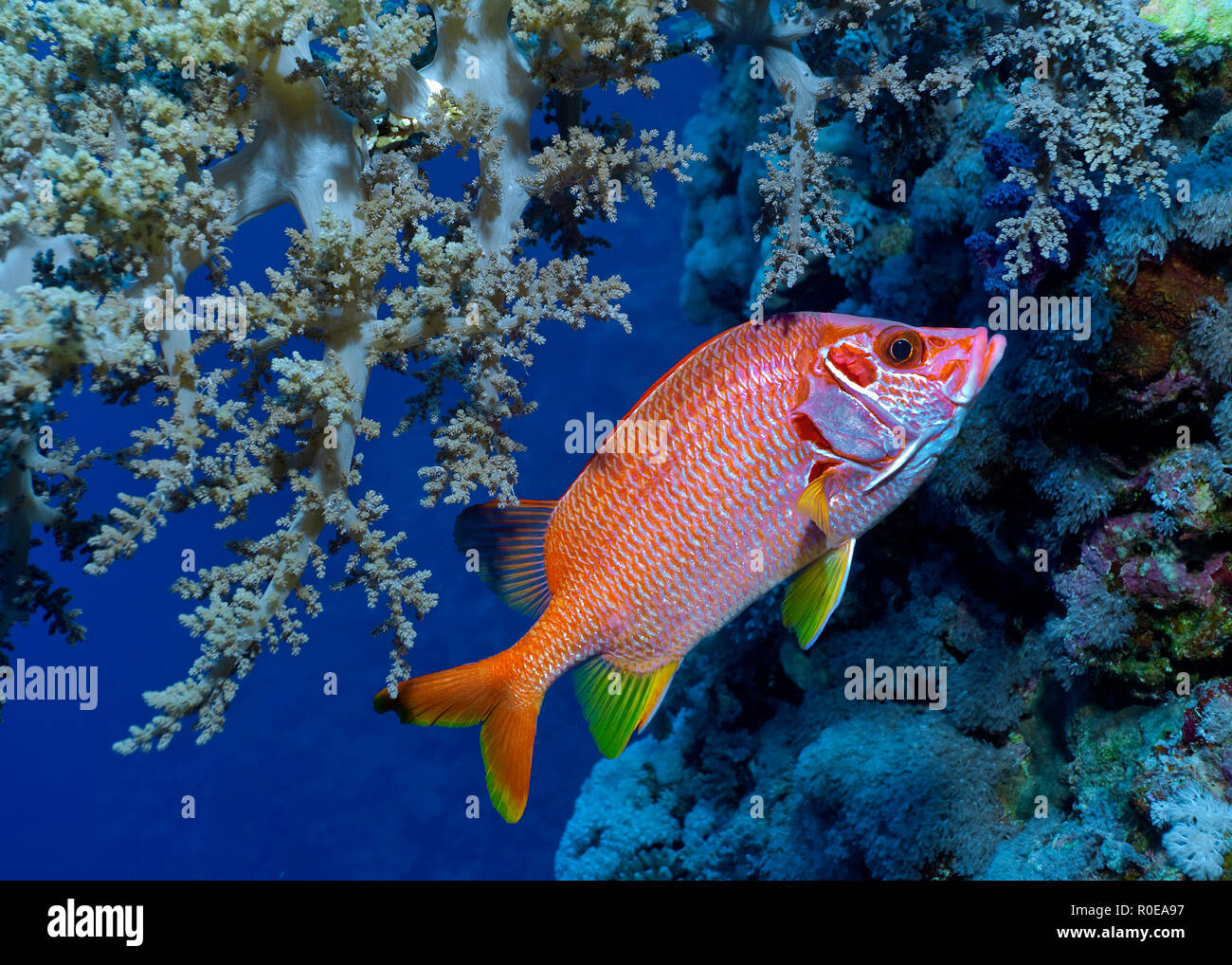 Fischliste Haie bis Husaren (Sargocentron spiniferum) unter einem Soft-Coral, Marsa Alam, Ägypten Stockfoto