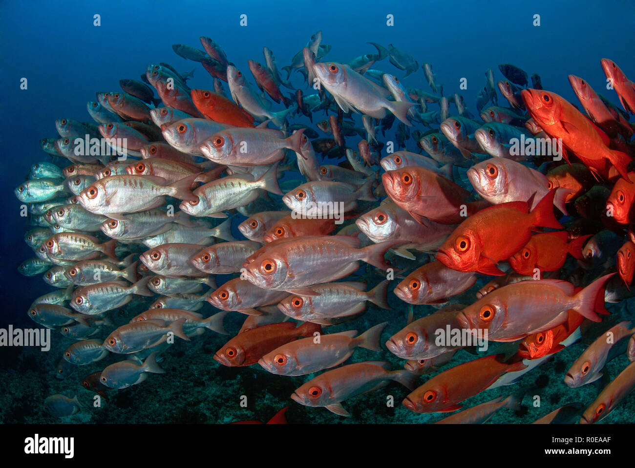 Lunar-tailed Großaugenthun, goggle Auge oder Moontail Bullseye (Priacanthus hamrur), Schulbesuch, Tofo, Mosambik Stockfoto