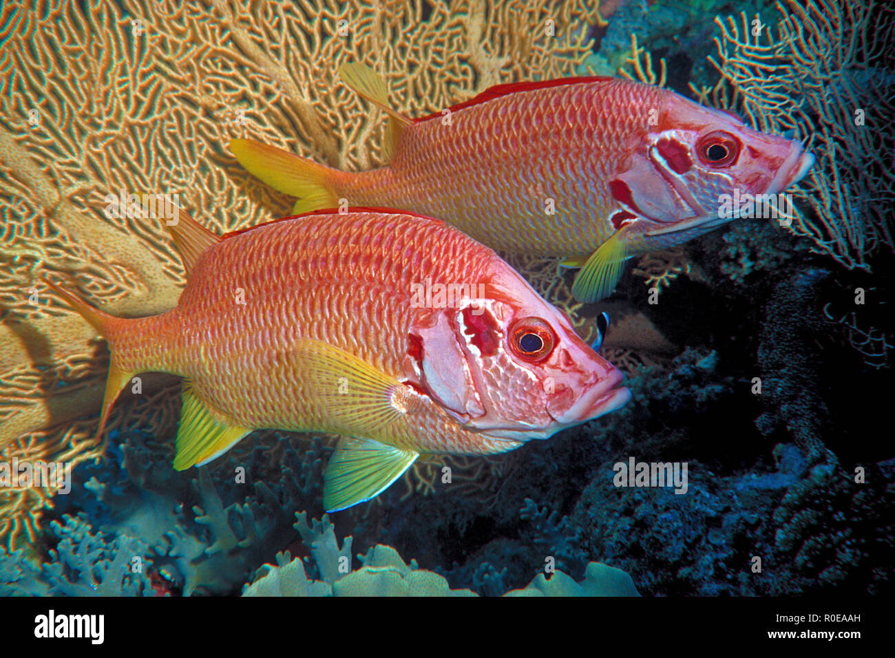 Fischliste Haie bis Husaren (Sargocentron spiniferum), Paar an einem seafan, Marsa Alam, Ägypten Stockfoto
