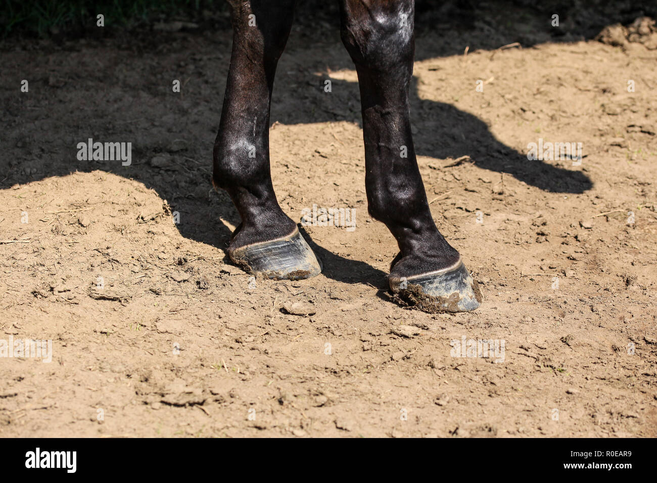 Schwarzes Pferd zwei Vorderbeine, Detail zu klauen auf trockenem Boden leuchtet von Sun. Stockfoto